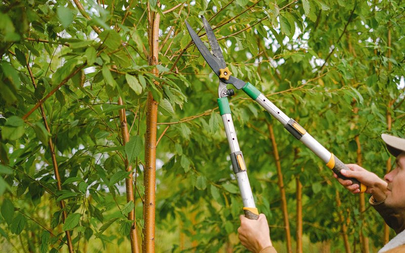 Tree trimming in Circleville, WV